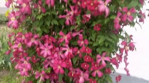 Клематис Мадам Джулія Корревон. Clematis Madame Julia Correvon