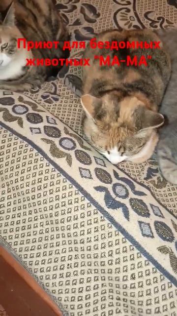 Среди многих историй есть история об этой троице... ❤️ смотреть онлайн