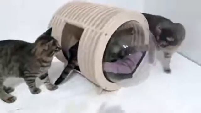 Домик для кота "Кавай-бокс" от "Мы Бобры" смотреть онлайн