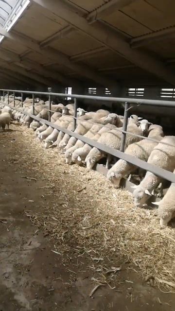 Овцы на ферме. Как содержат и кормят овец в хозяйстве? ? смотреть онлайн