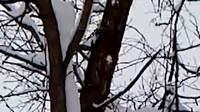 дятел вуди смотреть онлайн