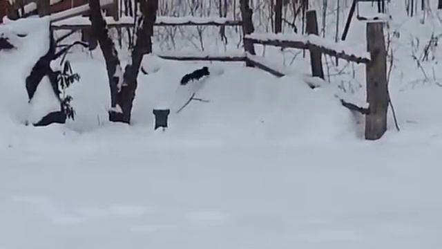 Пьяная белка смотреть онлайн