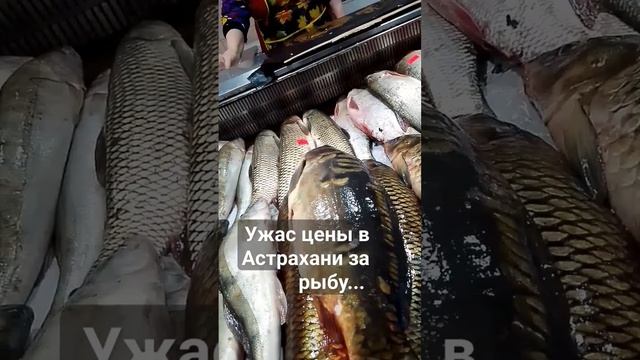 Астрахань рыбный город, где рыбка?. #shortsvideo#врек#рыба