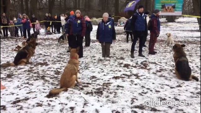 Собачьи трюки с хозяевами 2025 г.1 часть.mp4 смотреть онлайн
