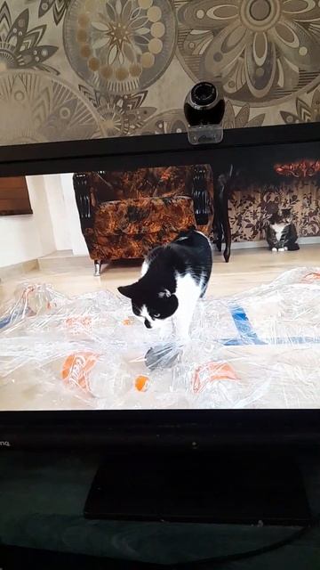 канал а ну ка давай ка кот малыш сламал лабиринт ссылк? смотреть онлайн