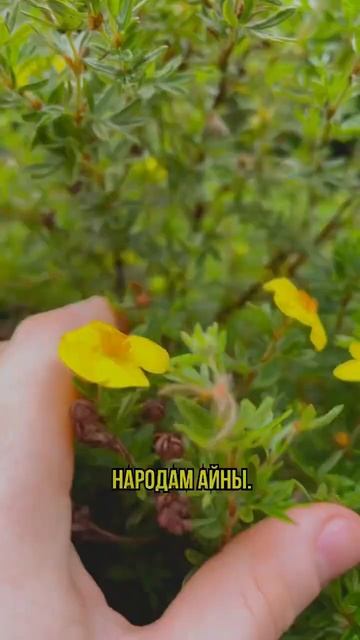 ЖЕЛТЫЙ ЛЮБИМЕЦ