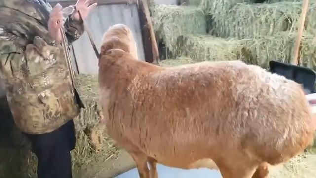 Супер вес💣Переярка Цара 147кг😱🔥 #arashan #gissar #sheep смотреть онлайн