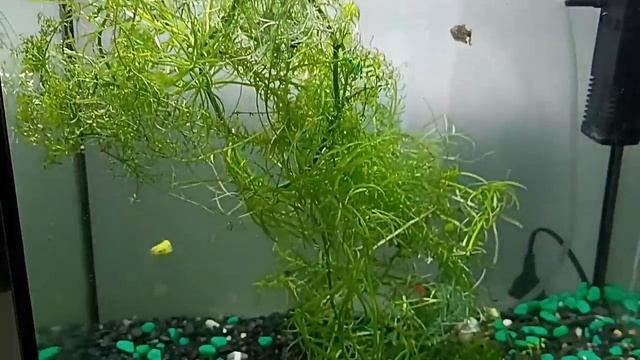 Ну, теперь у нас есть грузовик! И два петушка! смотреть онлайн