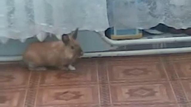Фуфик смотреть онлайн