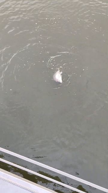 #shorts #карась #спиннинг #окунь смотреть онлайн