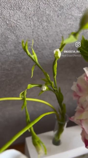 Цветы #фрезия ручной работы из холодного фарфора #выст смотреть онлайн