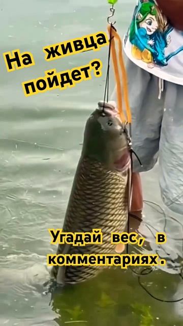 Угадай вес #рыбалка #fishing #риболов #щука #карась #карп #р? смотреть онлайн