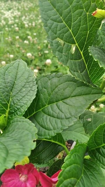 Hot Red великолиста #гортензія #garden #квітник #flowers #півтінь смотреть онлайн