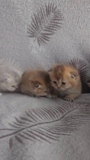 котята #популярное #реки #cat #catlover #подпишись #kitten #топ #cute #короткоевидео смотреть онлайн