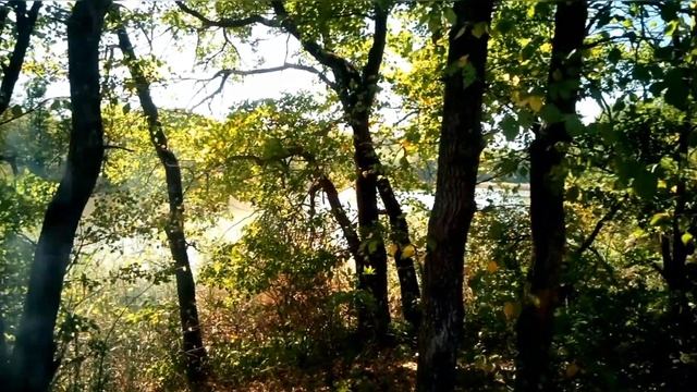Отдых в лесу. / Відпочинок в лісі. / Rest in the forest. / الباقي في الغابة. /Descansa en el bosque смотреть онлайн