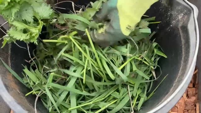 🔥 ХИТРЫЙ СПОСОБ ВЫРАЩИВАНИЯ ОГУРЦОВ – первый урожай на 3 недели раньше соседей! 🥒 смотреть онлайн