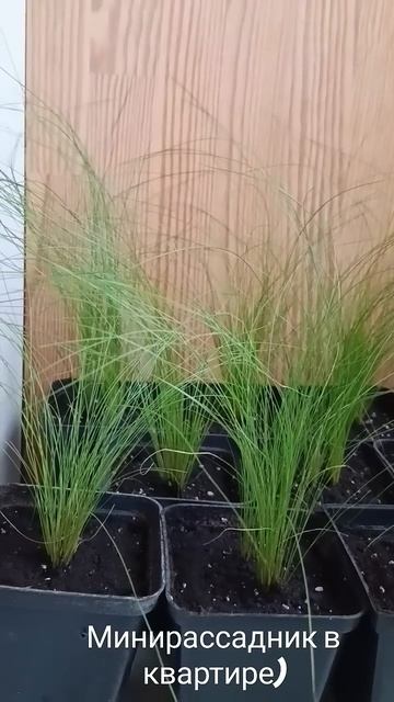 Ковыль из семян!🌿 #травы #цветы #garden #садоводничество смотреть онлайн