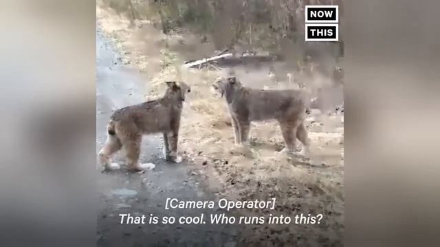 САМЫЕ СВЕЖИЕ ПРИКОЛЬНЫЕ ВИДЕО 2019 с кошками, собаками и другие ЛОЛ смотреть онлайн