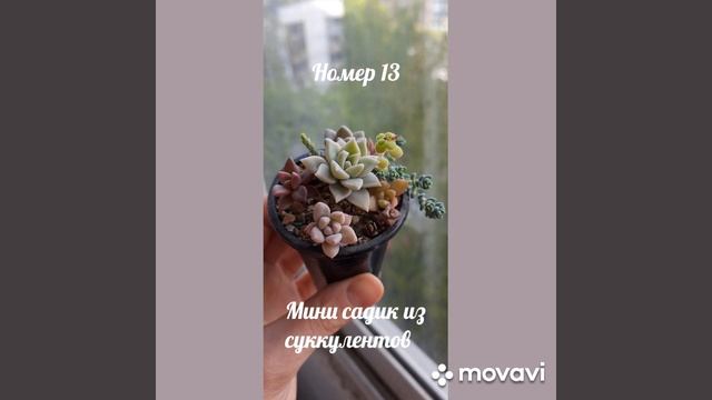 Мини садик из суккулентов №13 #цветы #succulent #подарок #по? смотреть онлайн