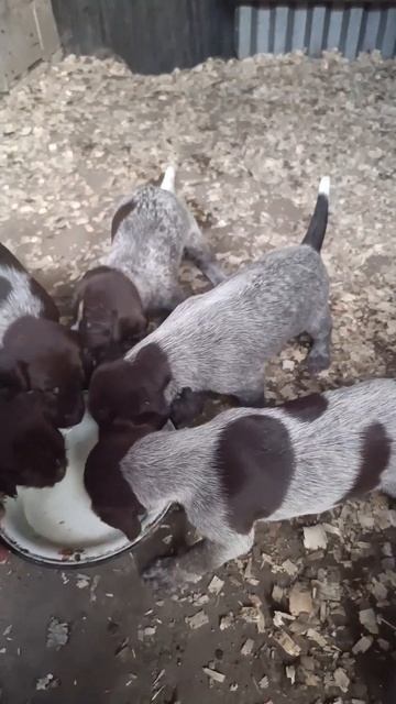 Щенки Дратхаара готовы к переезду! 4.07.2024 месяц. Две дев смотреть онлайн