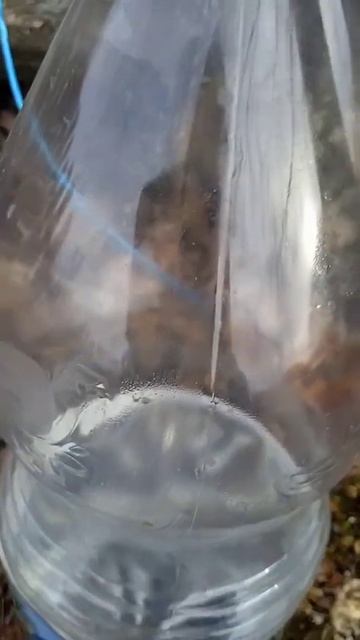 добыча берëзового сока #24часа #берëза #сок # смотреть онлайн