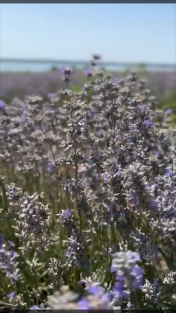 #Цветы#Лаванда#Лето#Живикактебехочется смотреть онлайн