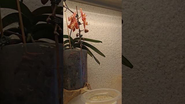 Буйство цветоносов на стеллаже! 🤩 Сезон цветения орх? смотреть онлайн