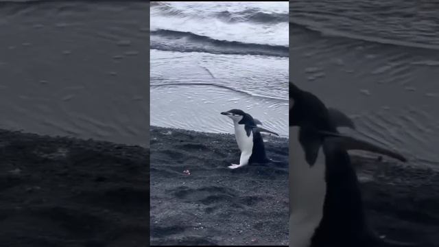 У пингвинов есть колени #пингвины #животные #animals смотреть онлайн