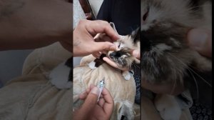 что если у кошки глаз закрыт или инфекция. есть решени?