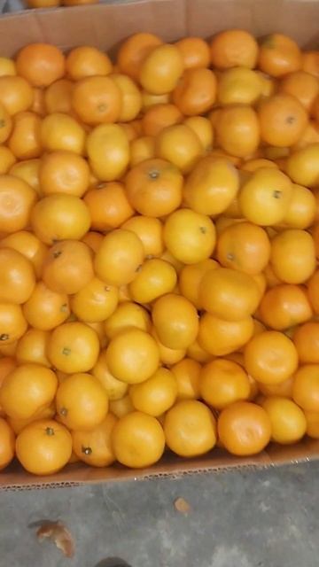фрукты из Абхазии смотреть онлайн