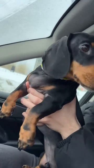 Я не в настроении быть смешнявкой …#собака #животные #? смотреть онлайн