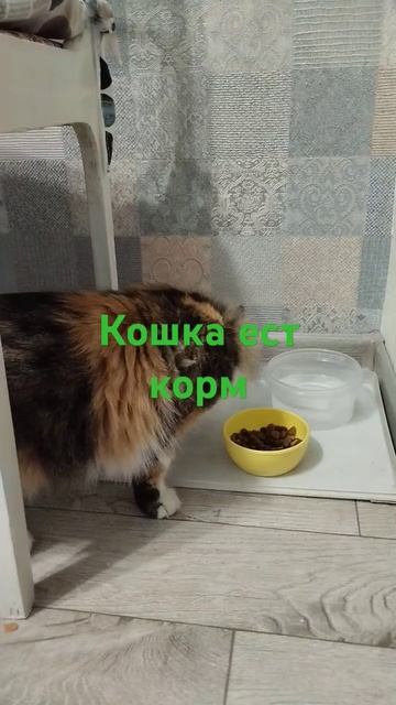 Кошка ест корм смотреть онлайн