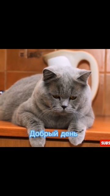 #доброеутро #доброе #добрыйдень #кот #утренняя смотреть онлайн