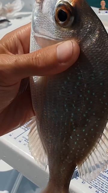 Рыбный паразит. Одного такого мы выловили в Тихом океа