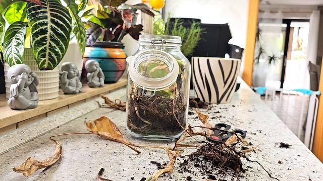 Калатея, Будет ли жить.Комнатные растения #plants #цветы #n смотреть онлайн