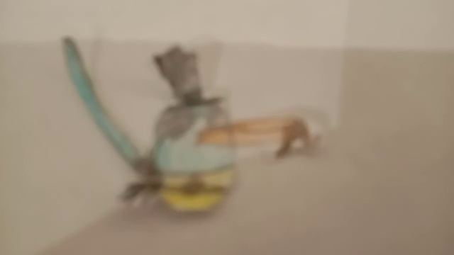 Пасхалки в игре Angry Birds Evolution .