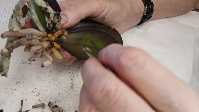 Уцененная орхидея √8 с раскукленными корнями.16.12.24.Се? смотреть онлайн