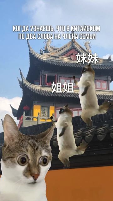 姐姐/妹妹 － старшая/младшая сестра, 哥哥/弟弟 －старший/младший брат #китай #китайскийязык #китайский
