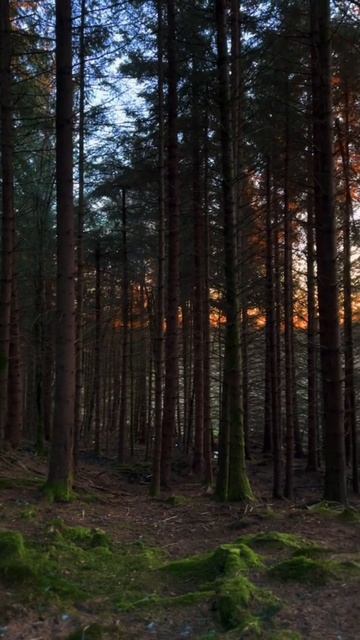 Сила леса и свежий воздух #music #adventure #youtubeshorts #природа #ti