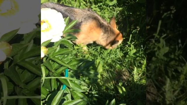 Белые пионы смотреть онлайн