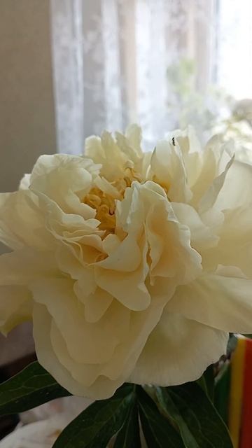 Півонія peony Sunny Girl #півонії #піони смотреть онлайн