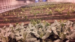 Радифарм для Овощей. Когда, как и зачем #землядел #РАДИ?