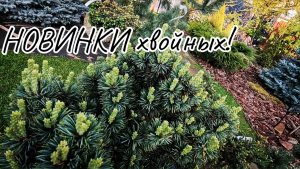 Хвойные НОВИНКИ из Европы!🌲🔥Обзор! Часть3! 10 мая 2025г