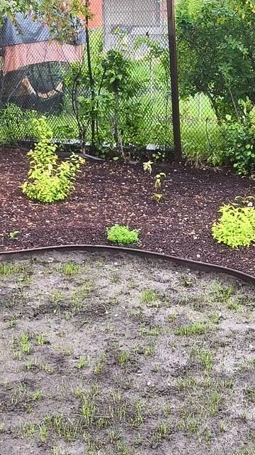 Краткий обзор посадок миксбордера и альпинария🌿 смотреть онлайн