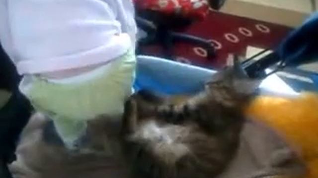 Копия видео девочка и кот.не садись на меня. смотреть онлайн