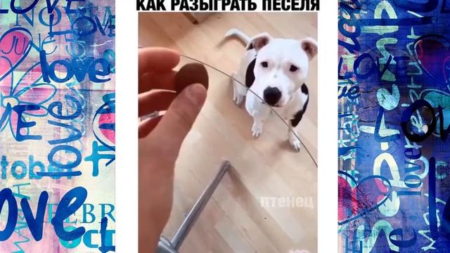 ОН ПОПРОСИЛ ЕЁ СДЕЛАТЬ ЭТО....САМЫЕ СМЕШНЫЕ ПРИКОЛЫ #41. Ржака до слёз. ПРИКОЛЮХИ. приколы про.... смотреть онлайн