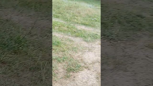 иду рано утром на рыбалку и снимаю овечек.