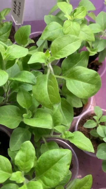 Пора черенковать петунию смотреть онлайн