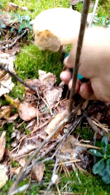 Белый гриб. смотреть онлайн