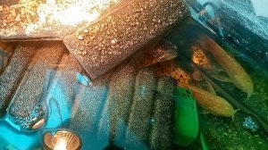 красноухие черепахи 14-05-2025